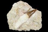 Mosasaur (Prognathodon) Tooth In Rock - Rooted! #105852-1